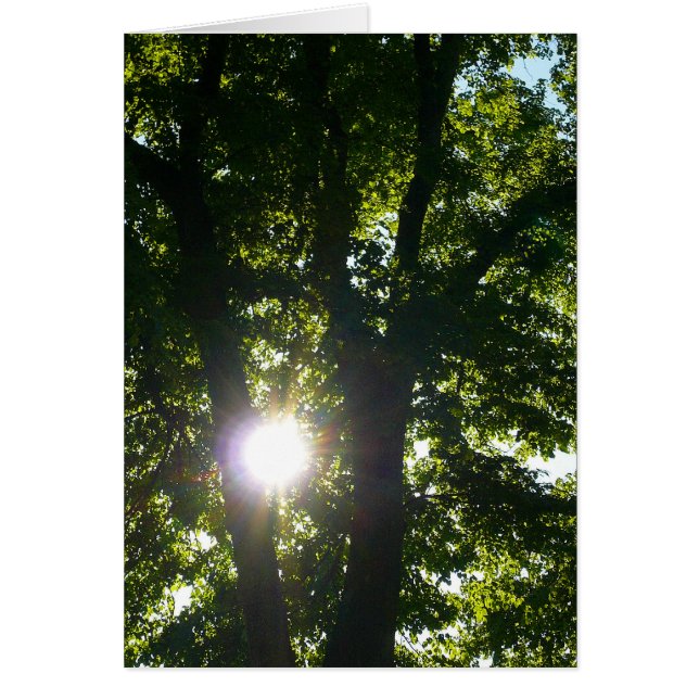 Sol genom Träd Hälsningskort (Framsidan)