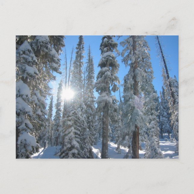 Sol genom Träd på vintern Vykort (Framsida)