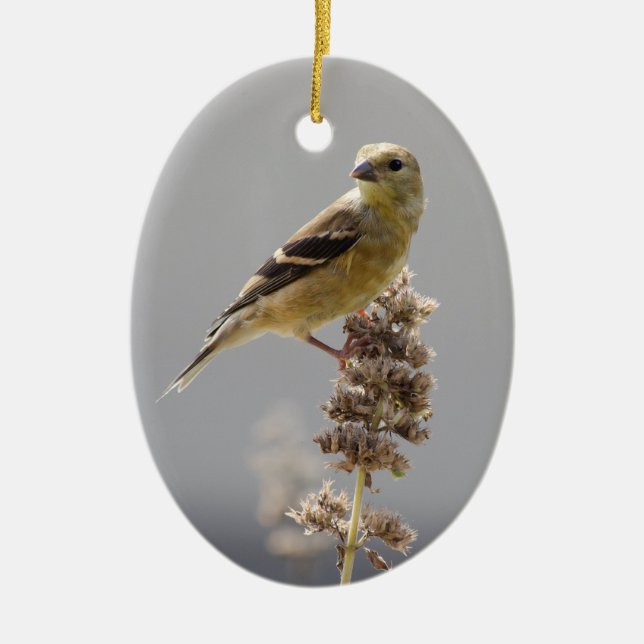 Sol Giled Goldfinch Julgransprydnad Keramik (Framsidan)