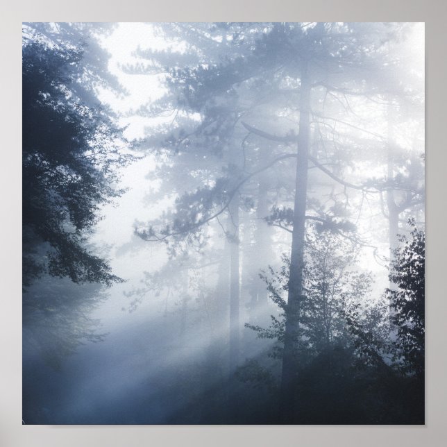 Sol glider genom skumskog poster (Framsidan)