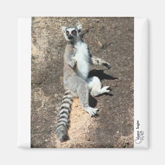Sol-gudstjänst lemur magnet