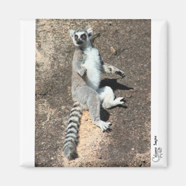 Sol-gudstjänst lemur magnet (Framsidan)