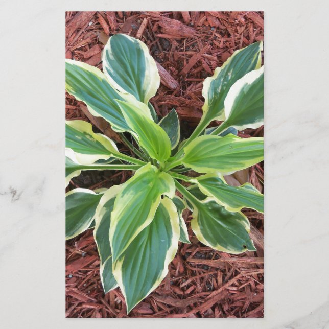 Sol Hosta (Framsida)
