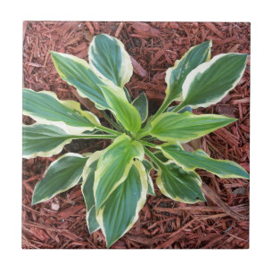 Sol Hosta Kakelplatta