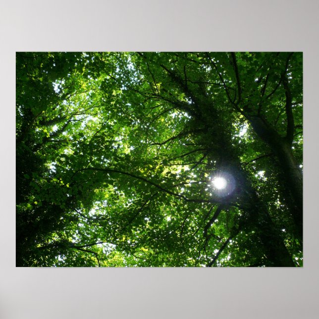 SOL i TRÄD Poster (Framsidan)