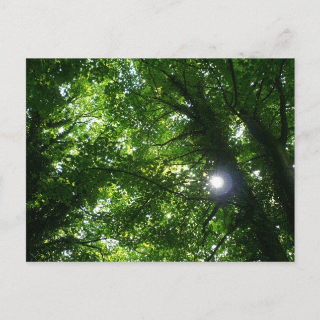 SOL i TRÄD Vykort (Framsida)