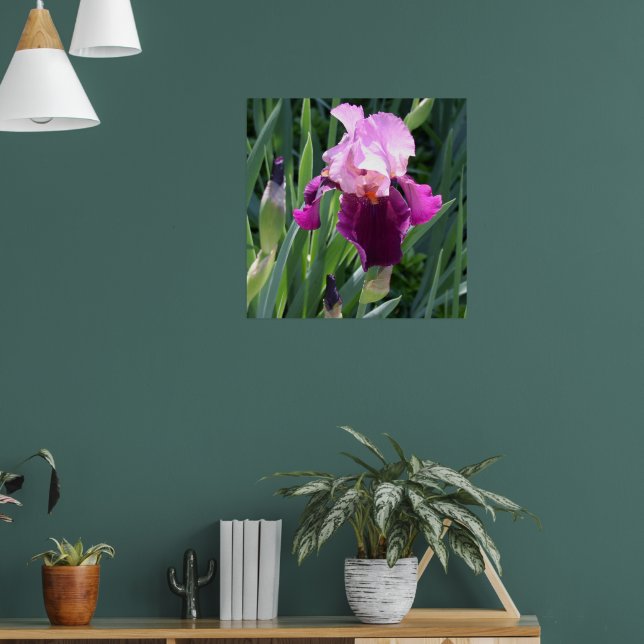 Sol-kyld Rosa Iris Flower Poster (Vardagsrum 1)