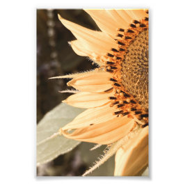 Sol-kyssad gyllene solros fototryck