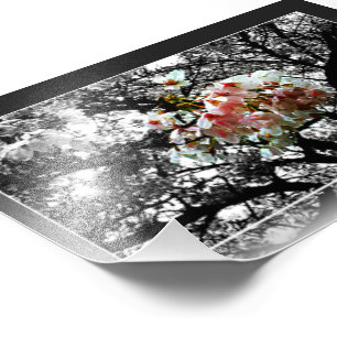 Sol kysste körsbärblommar fototryck