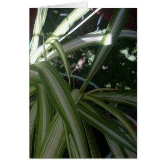 Sol och Skugga Hälsningskort