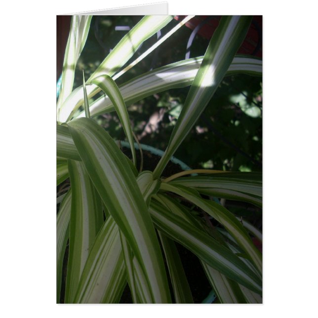 Sol och Skugga Hälsningskort (Framsidan)