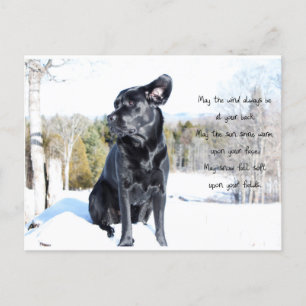 Sol och Vind - Hund-citat - Black Labrador Vykort