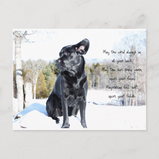 Sol och Vind - Hund-citat - Black Labrador Vykort (Framsida)