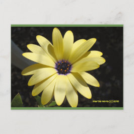 Sol på en Gult Daisy | Blue Beach Sång™-vykort Vykort