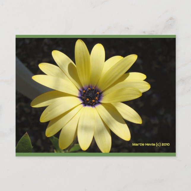 Sol på en Gult Daisy | Blue Beach Sång™-vykort Vykort (Framsida)