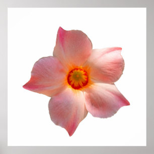 Sol Parasol Mandevilla Poster