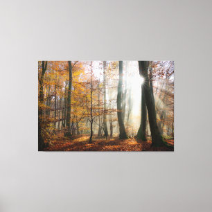 Sol Rays Mystic Misty Forest Wrapped Canvastryck