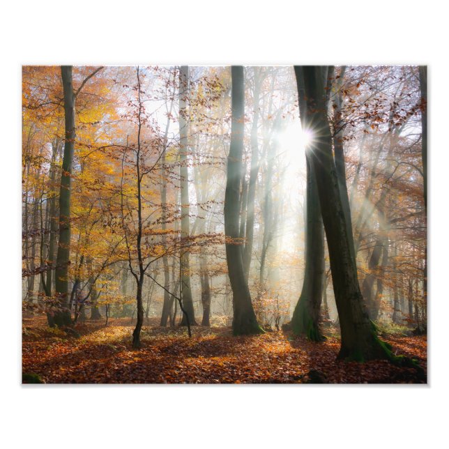 Sol Rays Mystic Misty Scenia Forest - Paperprint Fototryck (Framsidan)