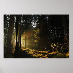 SOL RAYS PIERCING GENOM TRÄD POSTER