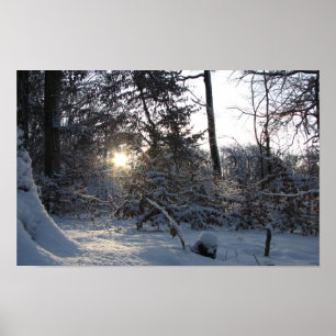 Sol-reflektion genom träd poster