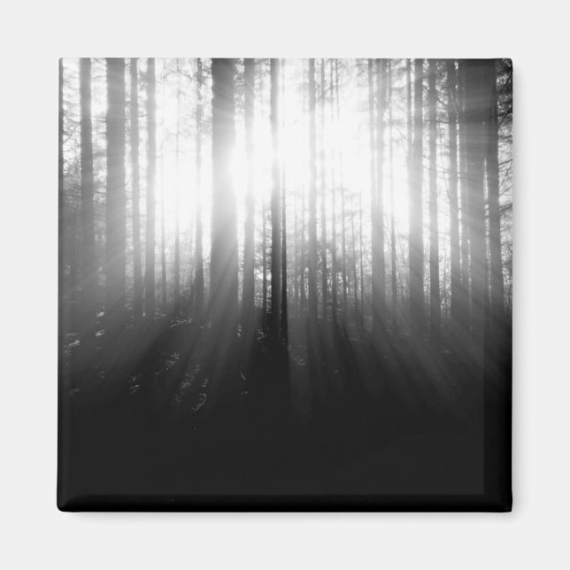 Sol Shining genom Träd i skogen Magnet (Framsidan)