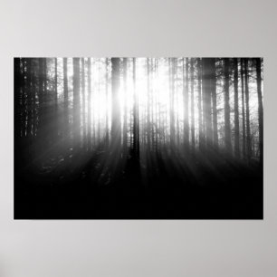 Sol Shining genom Träd i skogen Poster