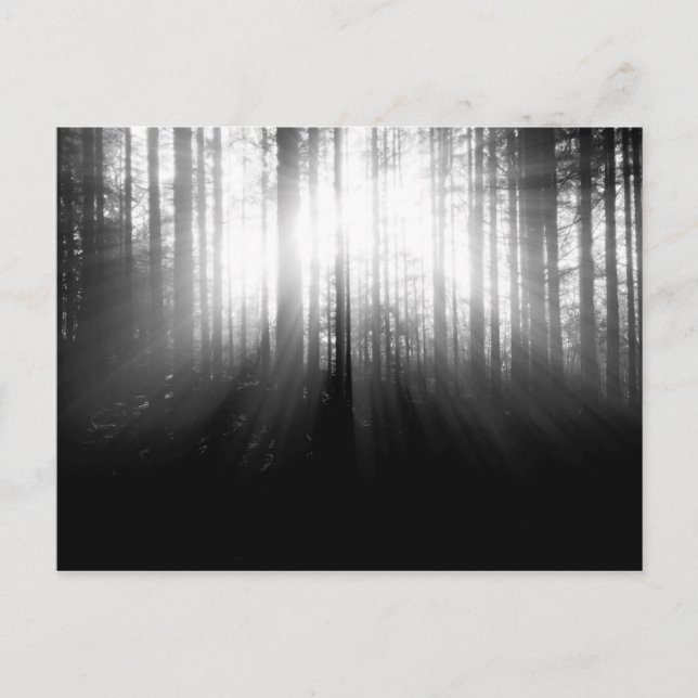 Sol Shining genom Träd i skogen Vykort (Framsida)