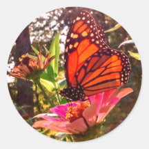 Sol Shining Thru Vingar i Monarch