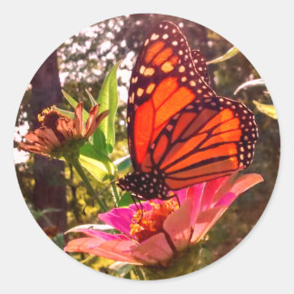 Sol Shining Thru Vingar i Monarch Runt Klistermärke