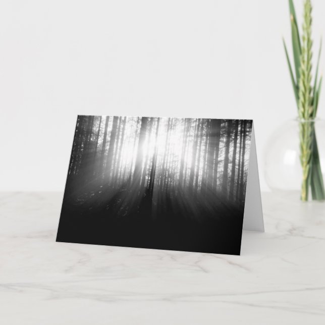 Sol som är glänsande till och med träd i skogen kort (Framsida)