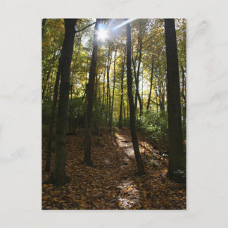 Sol som går genom träd vykort