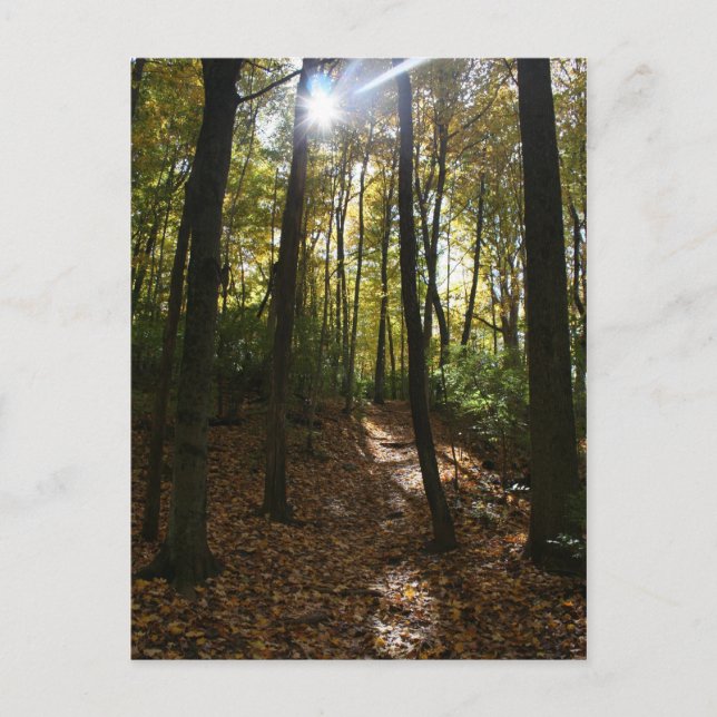 Sol som går genom träd vykort (Framsida)