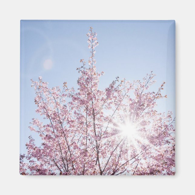 sol-strålar passerar genom rosa blommor från en wo magnet (Framsidan)