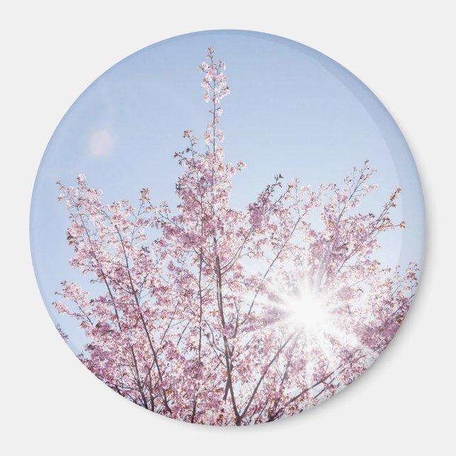 sol-strålar passerar genom rosa blommor från en wo magnet (Framsidan)