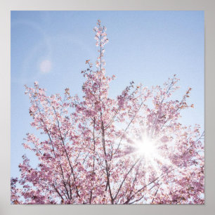 sol-strålar passerar genom rosa blommor från en wo poster