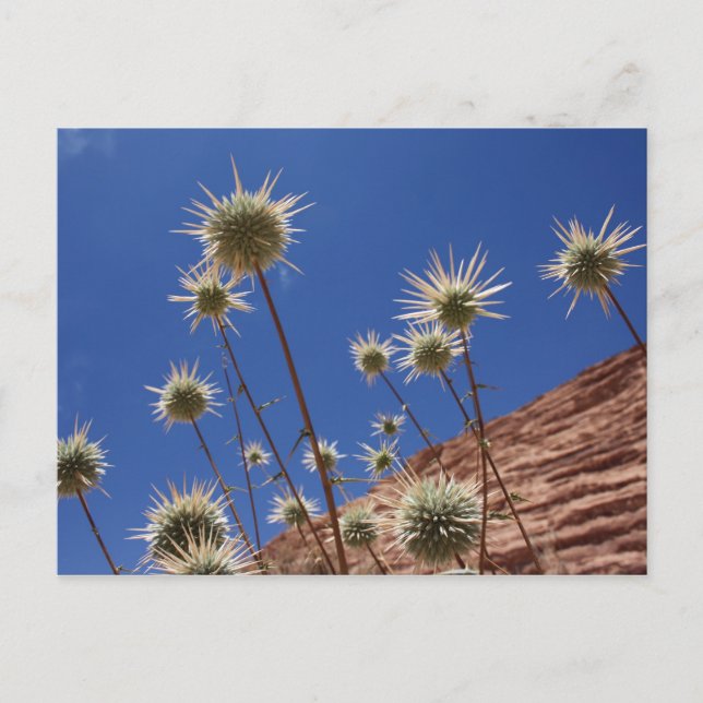 Sol Thistle-vykort Vykort (Framsida)