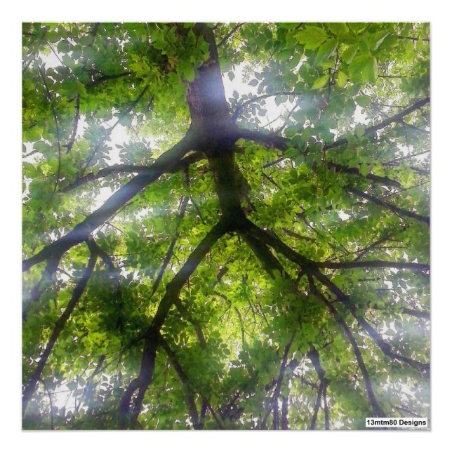 Sol Träd (Ohio) - Fotoutskrift Fototryck (Framsidan)