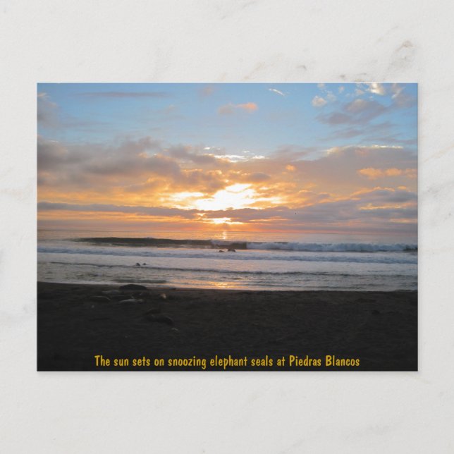 Sol-uppsättningar på snoosing Elephant Sälar Vykort (Framsida)