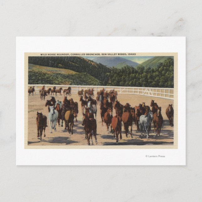Sol Valley, ID - Vild Horse Roundup Vykort (Framsida)