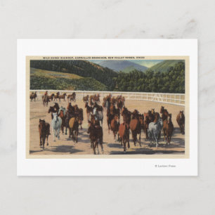Sol Valley, ID - Vild Horse Roundup Vykort