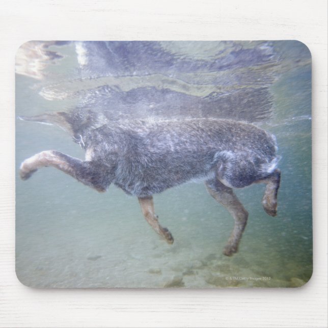 Sol Valley, Idaho, USA. Musmatta (Framsidan)