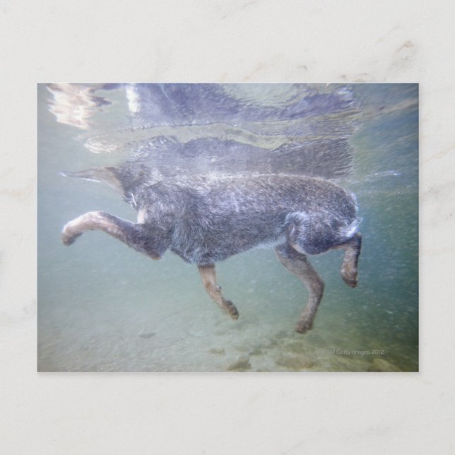 Sol Valley, Idaho, USA. Vykort (Framsida)