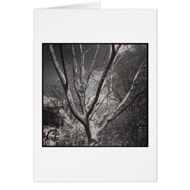 Sol Worship Träd Hälsningskort (Framsidan)