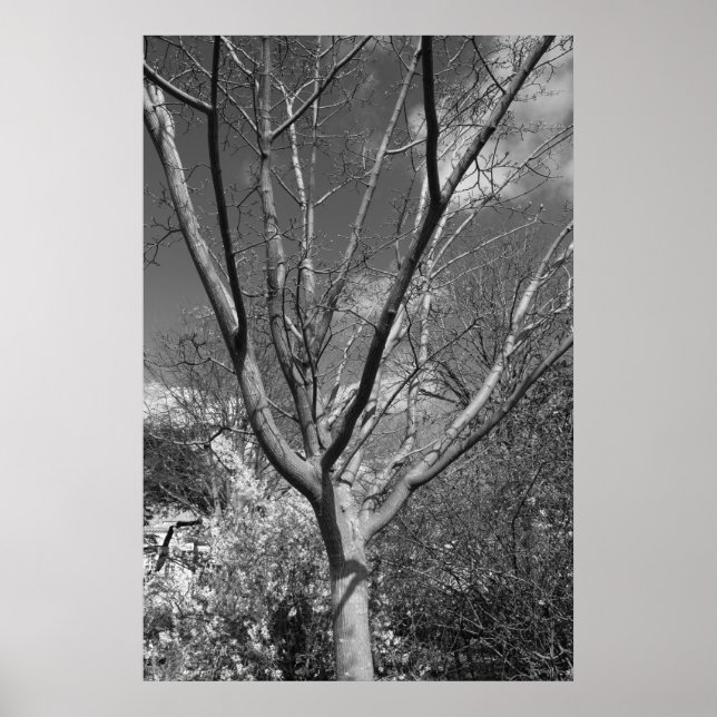 Sol Worship Träd Poster (Framsidan)