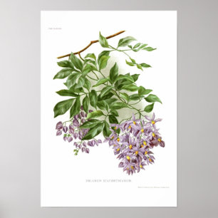 Solanum alforthianum poster