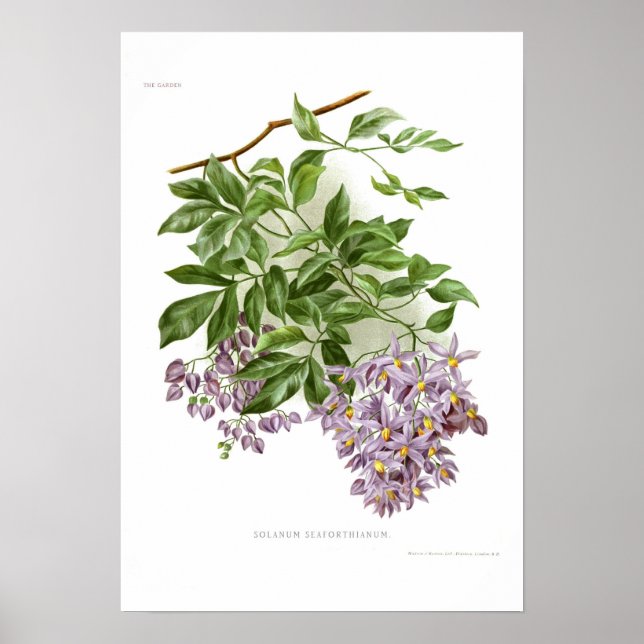 Solanum alforthianum poster (Framsidan)