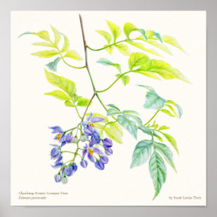 Solanum jasminoide botaniska bror poster utskrift