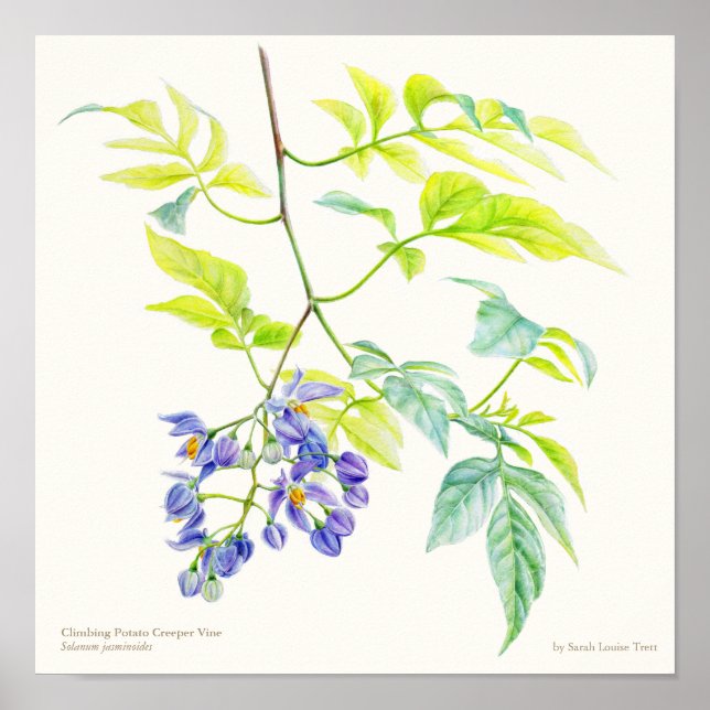 Solanum jasminoide botaniska bror poster utskrift (Framsidan)