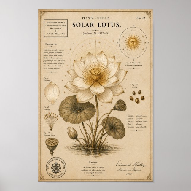 Solar Lotus Victorian Botanical Museumtryck Poster (Framsidan)