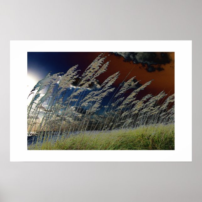 Solariserad havre bild på florida strand poster (Framsidan)